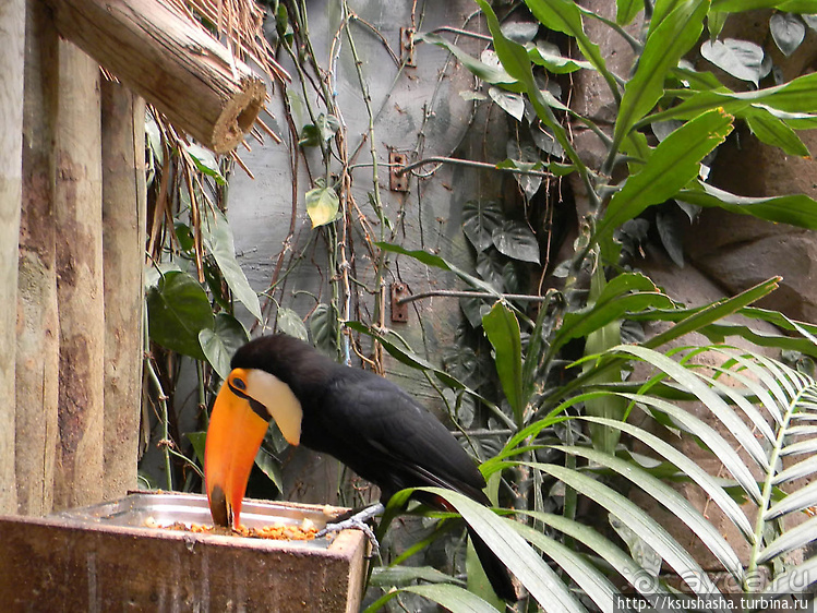 Не совсем зоопарк