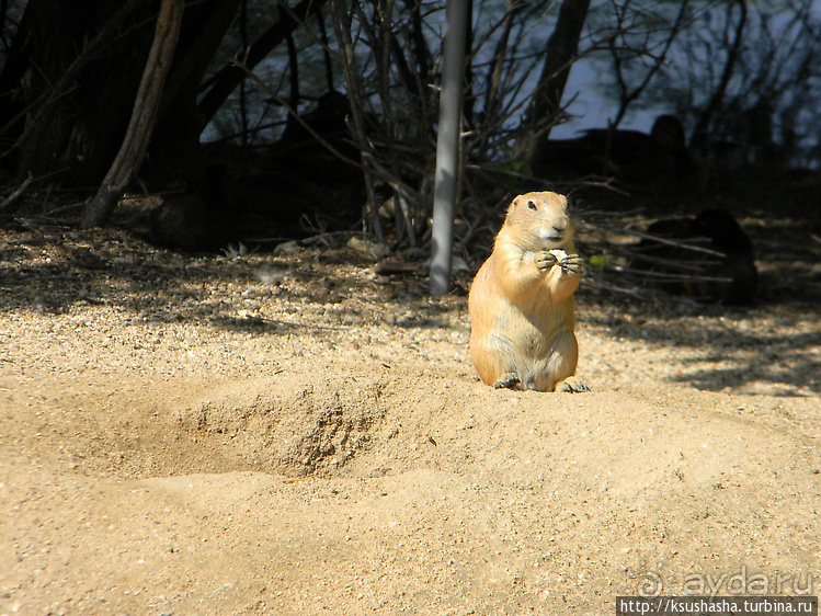 Не совсем зоопарк