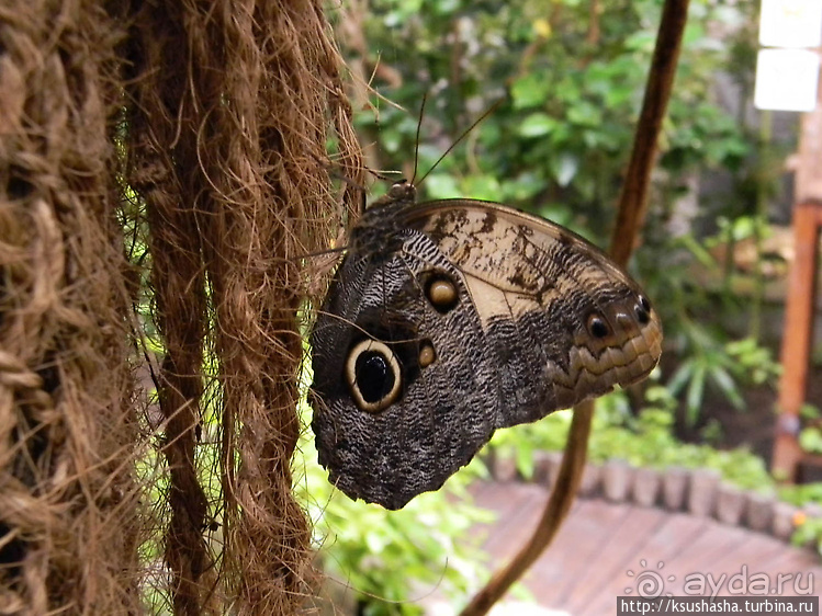 Не совсем зоопарк