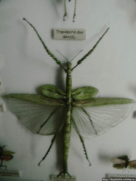 Не совсем зоопарк