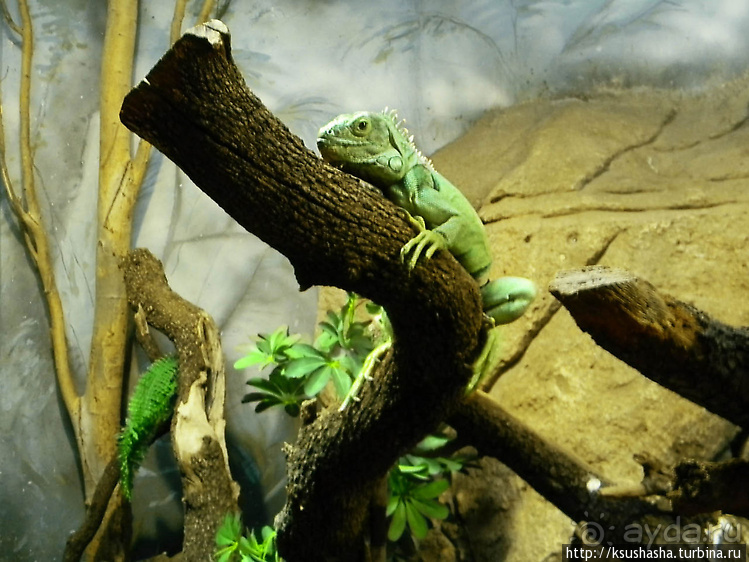 Не совсем зоопарк