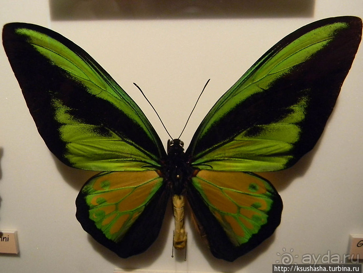 Не совсем зоопарк