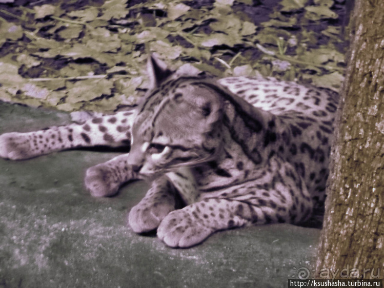 Не совсем зоопарк