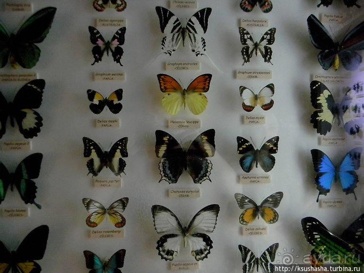 Не совсем зоопарк