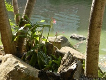 Вечера в парке Палома