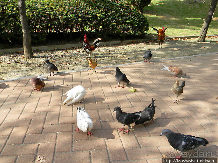 Вечера в парке Палома