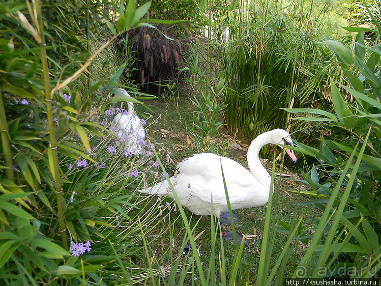 Вечера в парке Палома