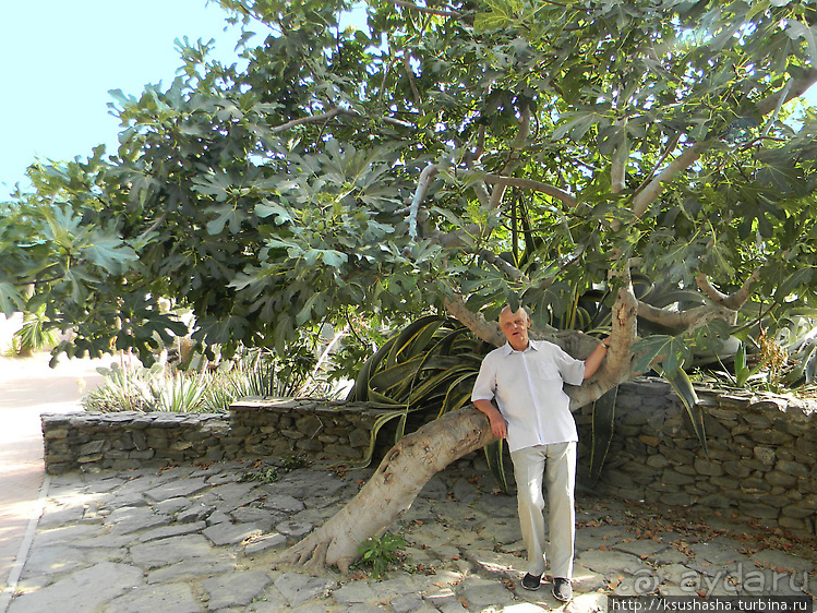 Вечера в парке Палома