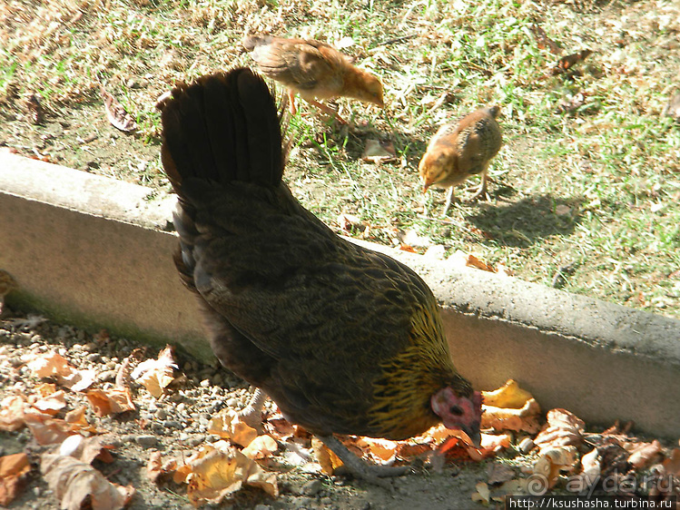 Вечера в парке Палома