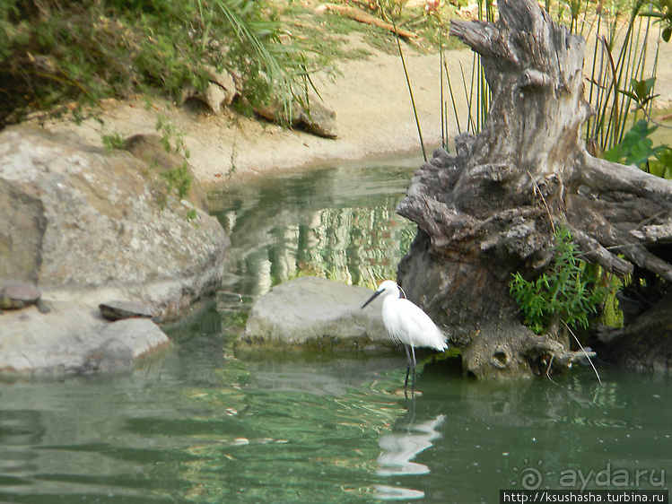 Вечера в парке Палома