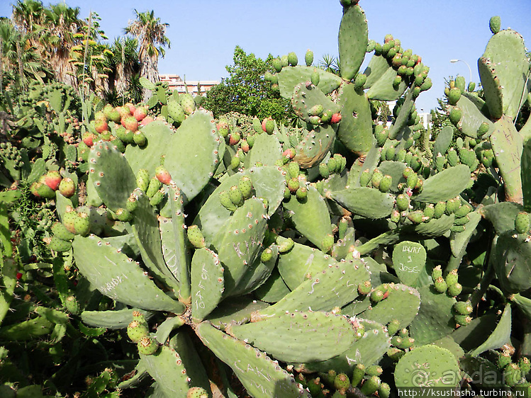 Вечера в парке Палома