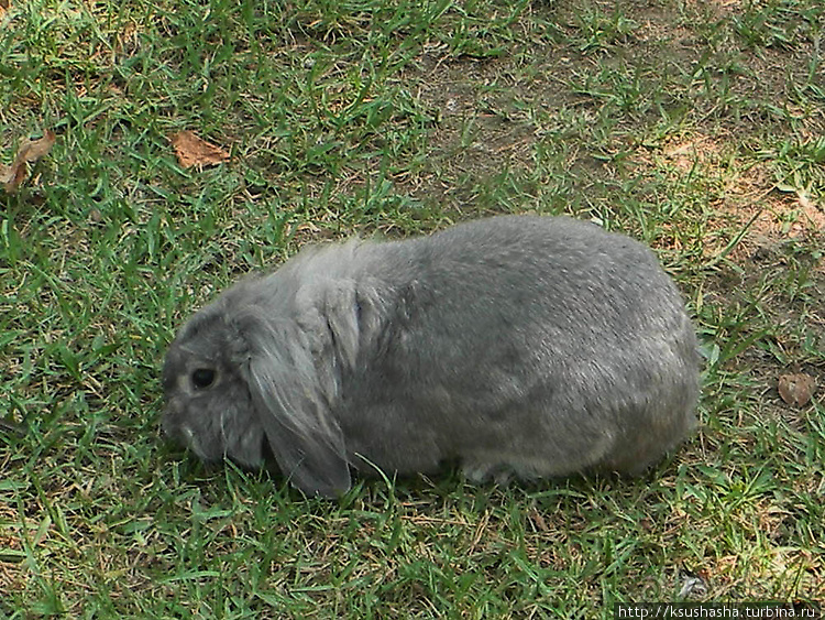 Вечера в парке Палома