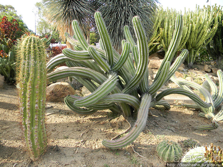 Вечера в парке Палома