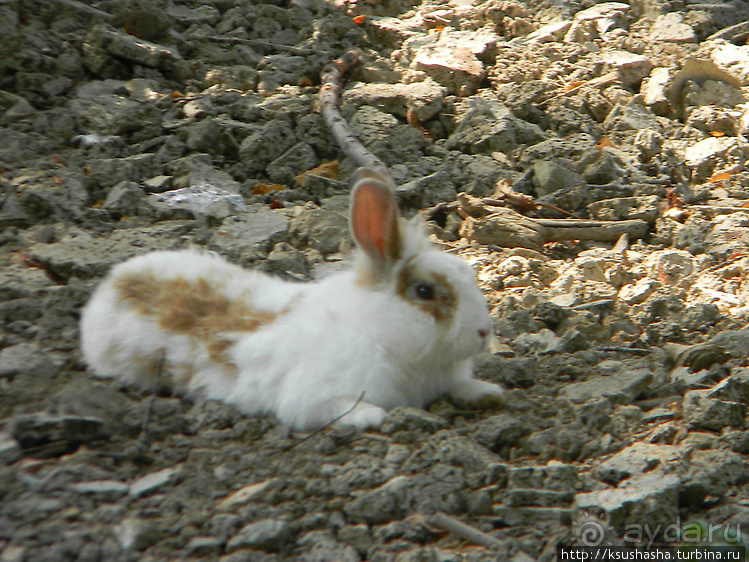 Вечера в парке Палома
