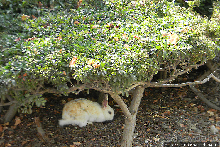 Вечера в парке Палома