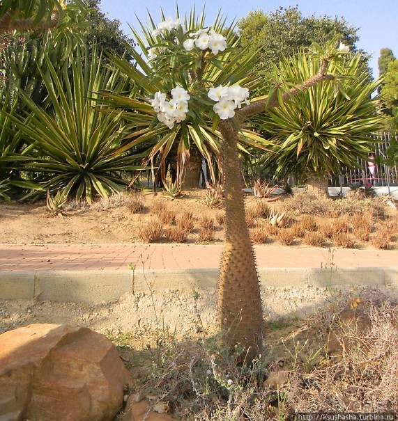 Вечера в парке Палома