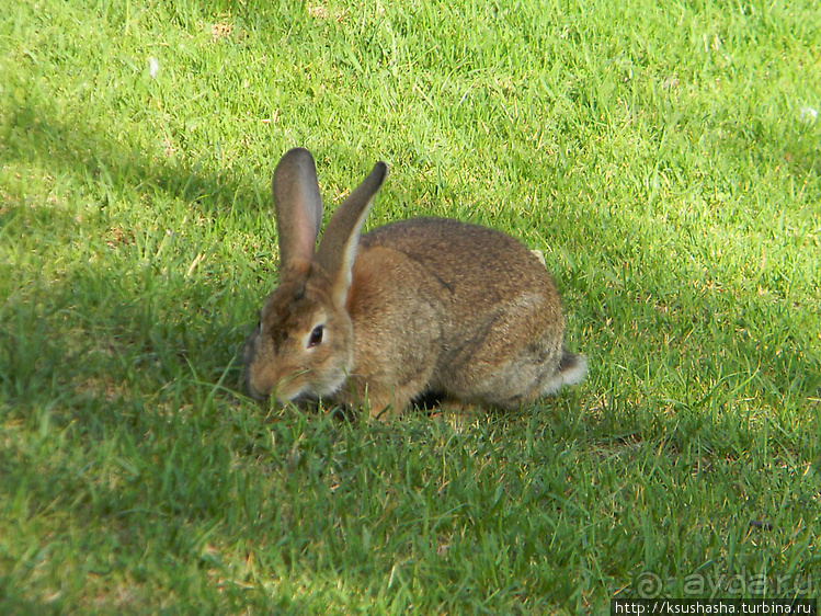 Вечера в парке Палома
