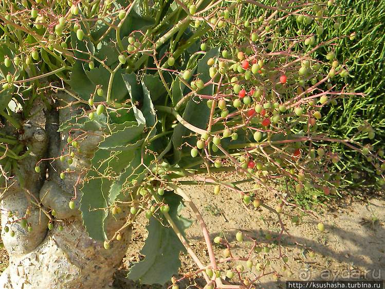 Вечера в парке Палома