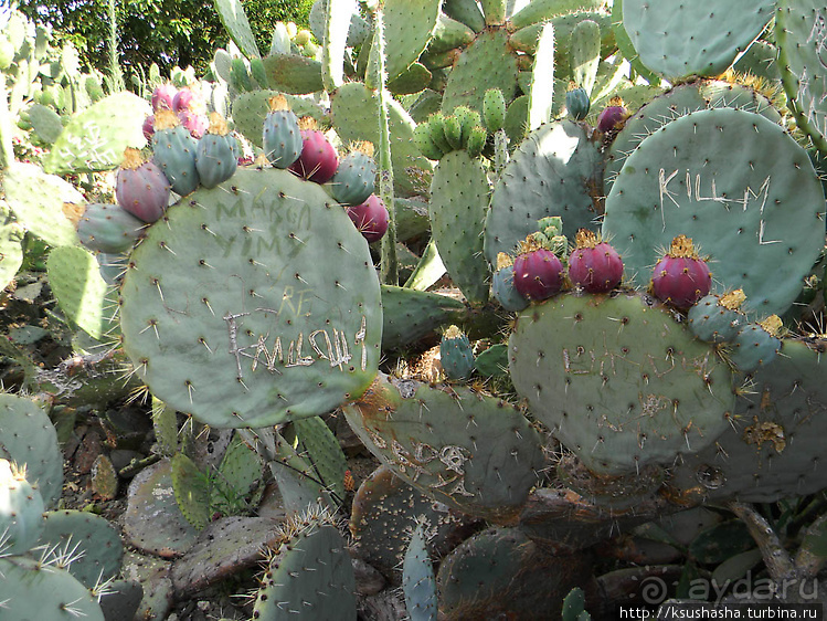 Вечера в парке Палома