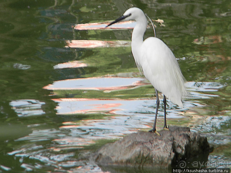 Вечера в парке Палома