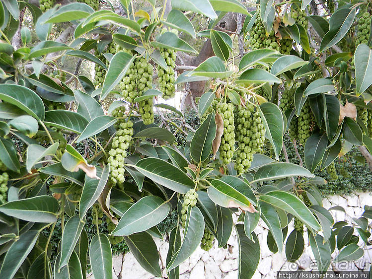 Вечера в парке Палома