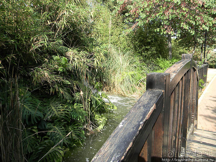 Вечера в парке Палома