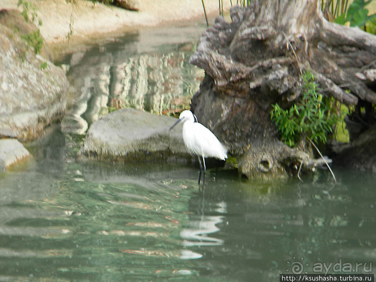 Вечера в парке Палома