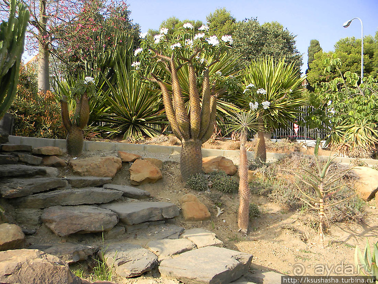 Вечера в парке Палома