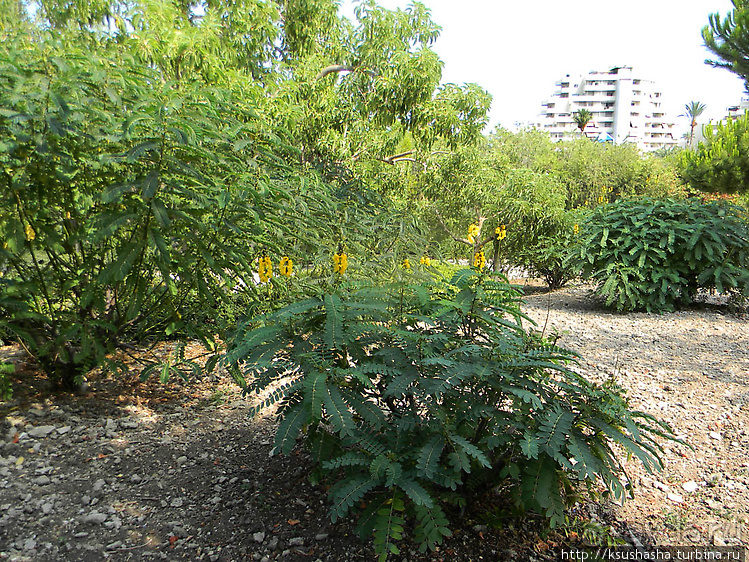 Вечера в парке Палома