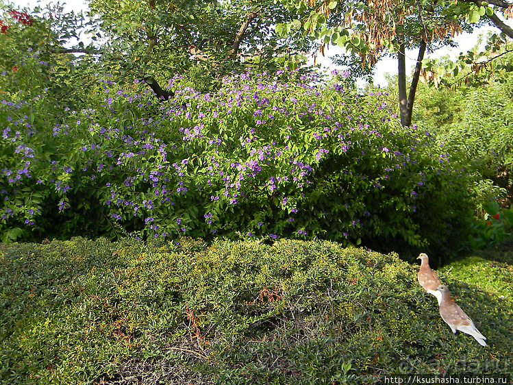 Вечера в парке Палома