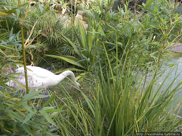 Вечера в парке Палома