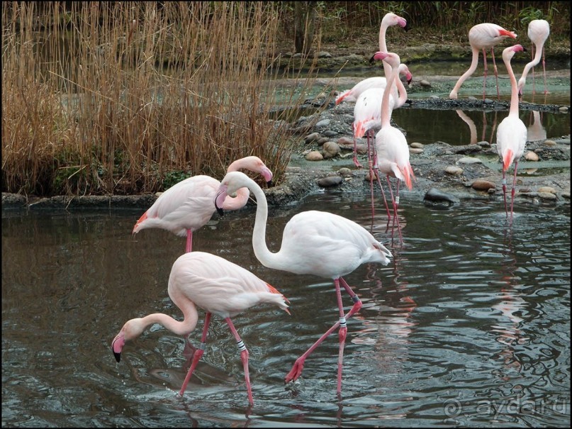 Белый аист, розовый фламинго и дыхание весны