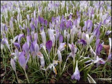 Белый аист, розовый фламинго и дыхание весны