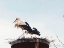 Белый аист, розовый фламинго и дыхание весны