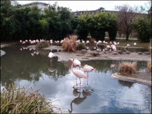 Белый аист, розовый фламинго и дыхание весны