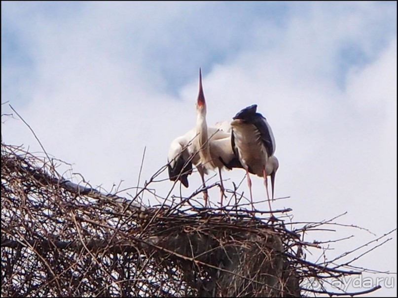 Белый аист, розовый фламинго и дыхание весны