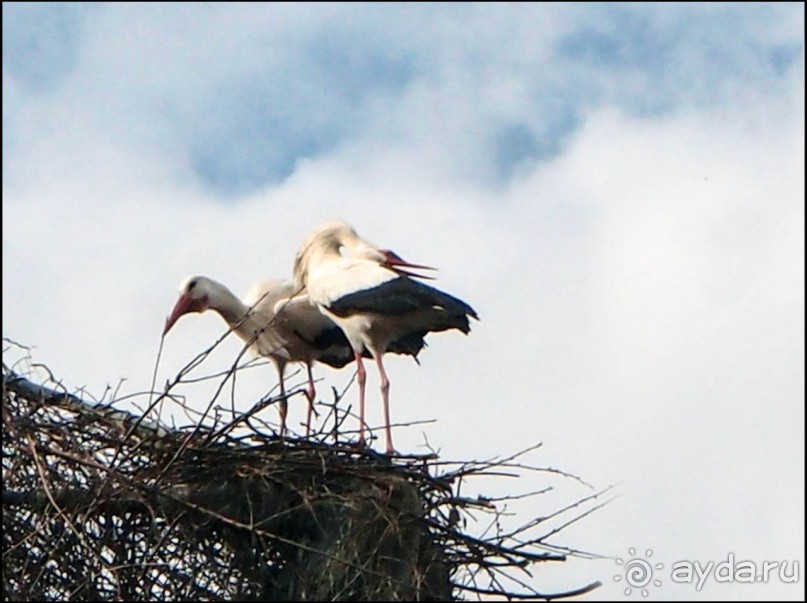 Белый аист, розовый фламинго и дыхание весны