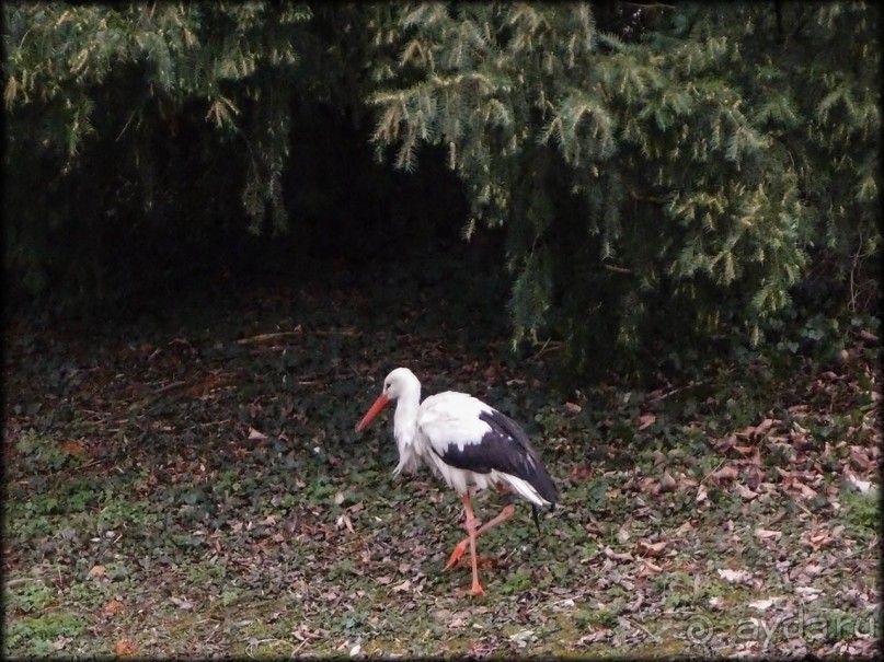 Белый аист, розовый фламинго и дыхание весны