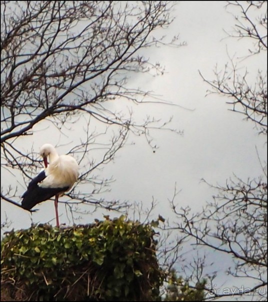 Белый аист, розовый фламинго и дыхание весны