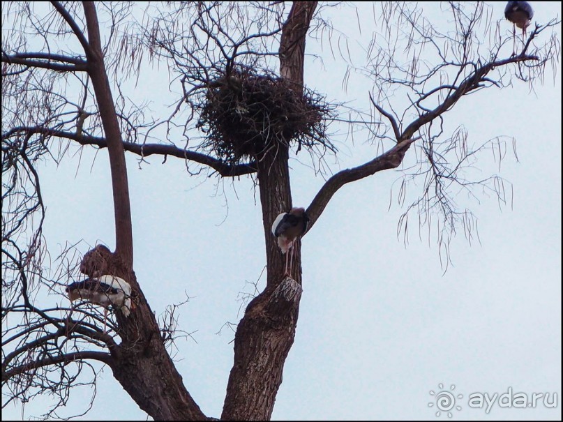 Белый аист, розовый фламинго и дыхание весны