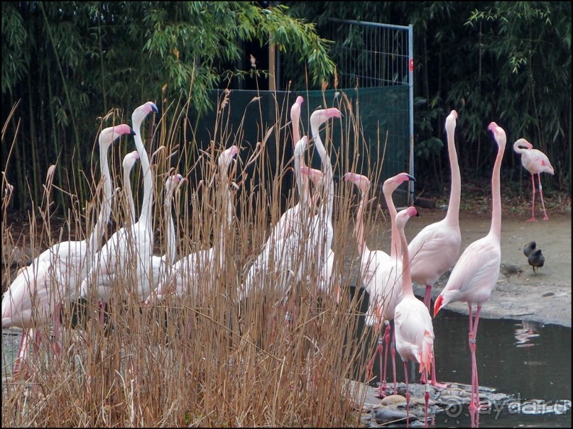 Белый аист, розовый фламинго и дыхание весны