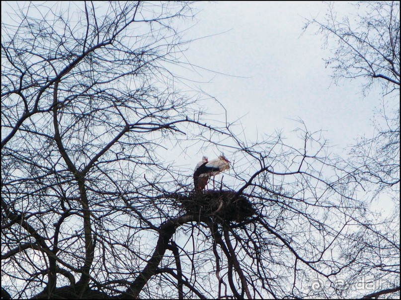 Белый аист, розовый фламинго и дыхание весны