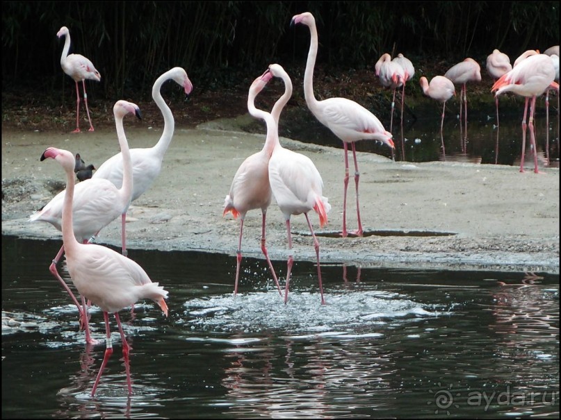 Белый аист, розовый фламинго и дыхание весны