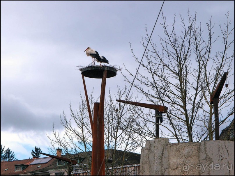 Белый аист, розовый фламинго и дыхание весны