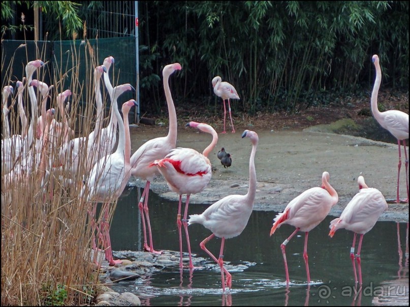 Белый аист, розовый фламинго и дыхание весны