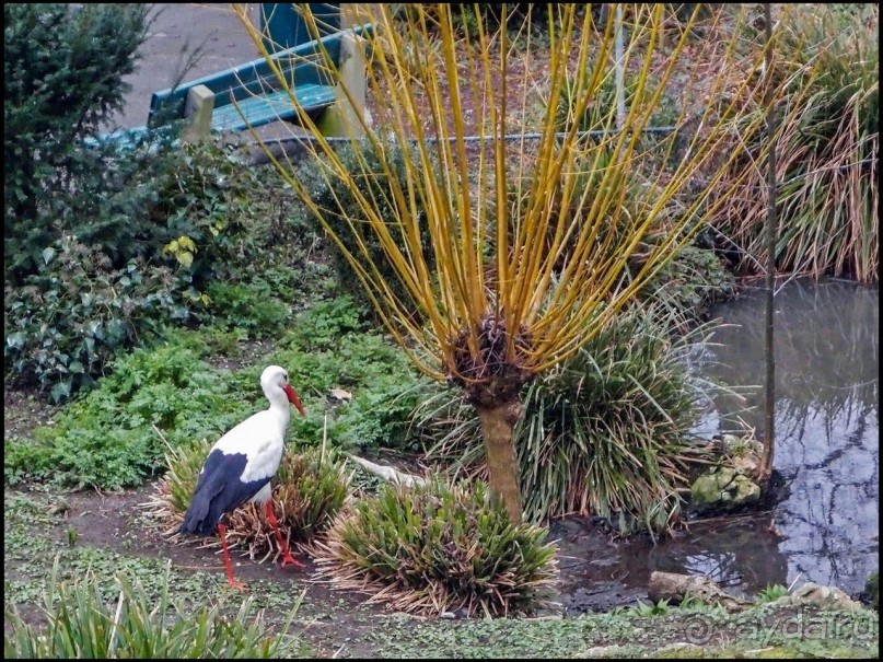 Белый аист, розовый фламинго и дыхание весны
