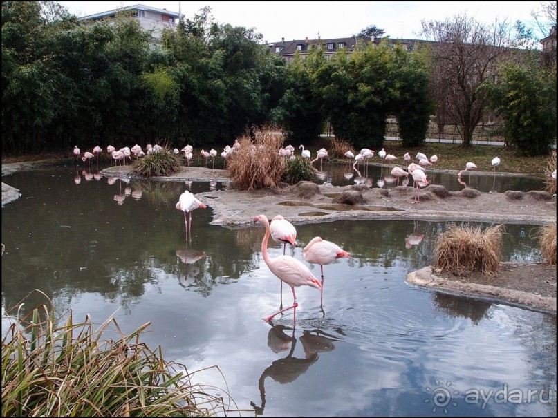 Белый аист, розовый фламинго и дыхание весны