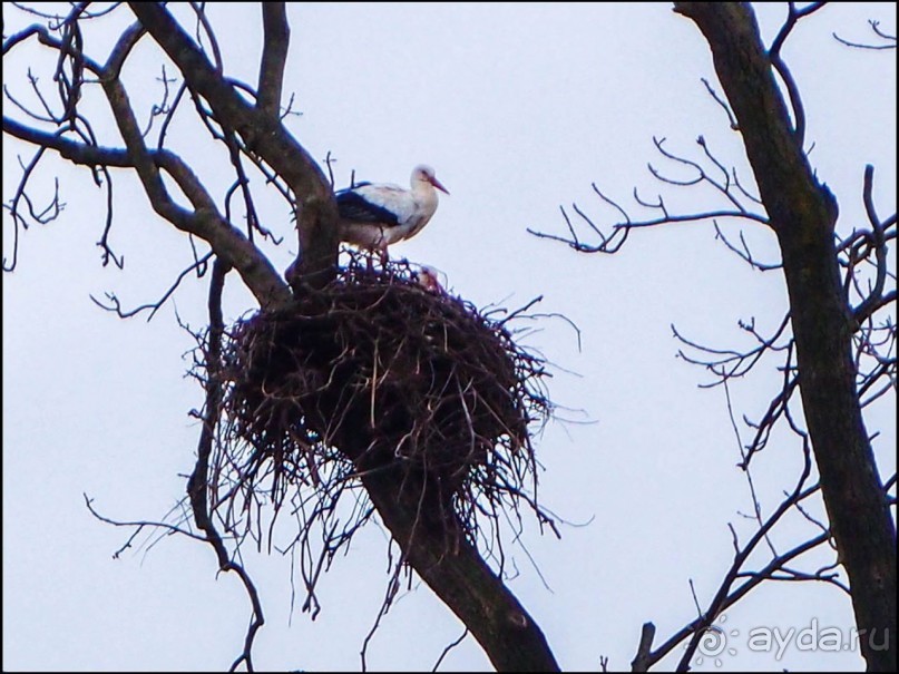 Белый аист, розовый фламинго и дыхание весны