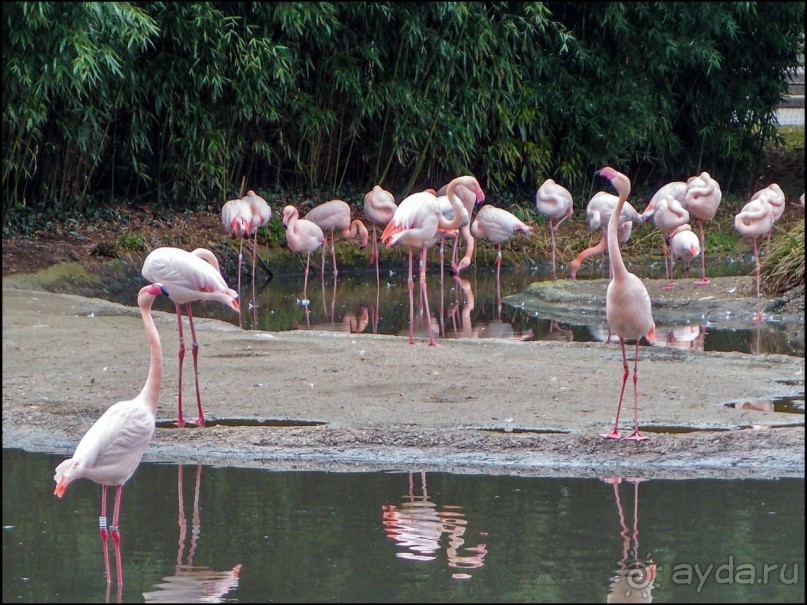 Белый аист, розовый фламинго и дыхание весны