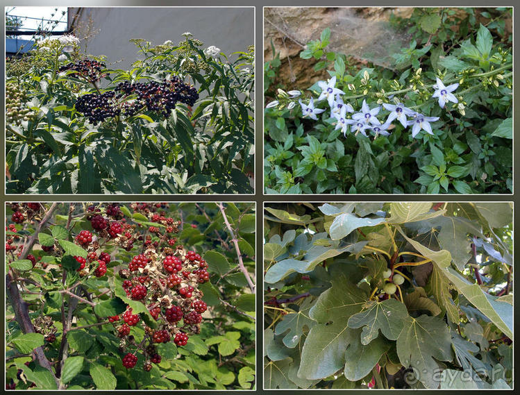 Кто сегодня живёт на Олимпе